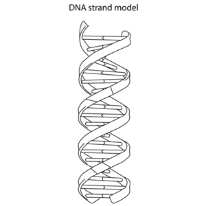 Image of a DNA Strand