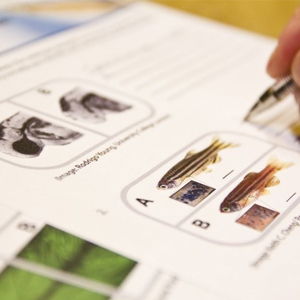 Activity book