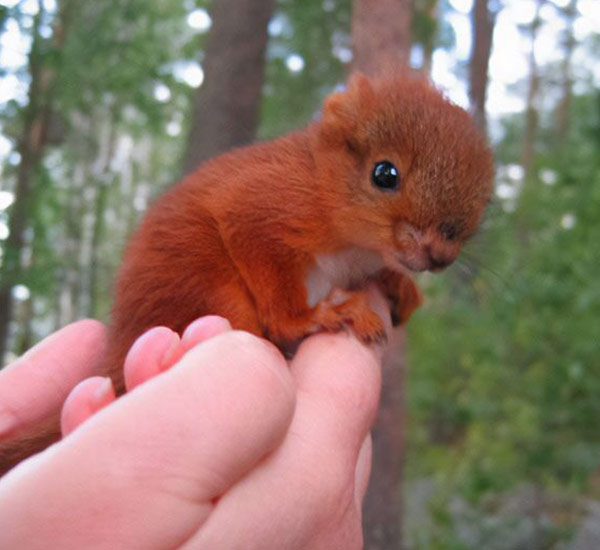 baby red squirrel in hand