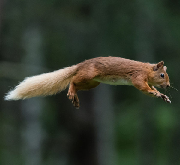 squirrel jumping
