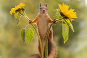 squirrel between two flowers