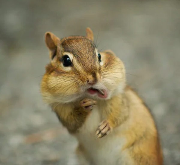 silly chipmunk