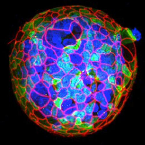 SickKids Innovators helped get STAT off the ground and prove the concept with two pilot projects, for patients with cystic fibrosis and heart disease.